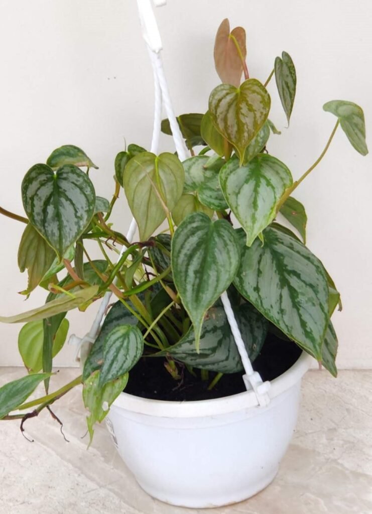 Philodendron Brandtianum trailing plant in a white hanging pot for home decor