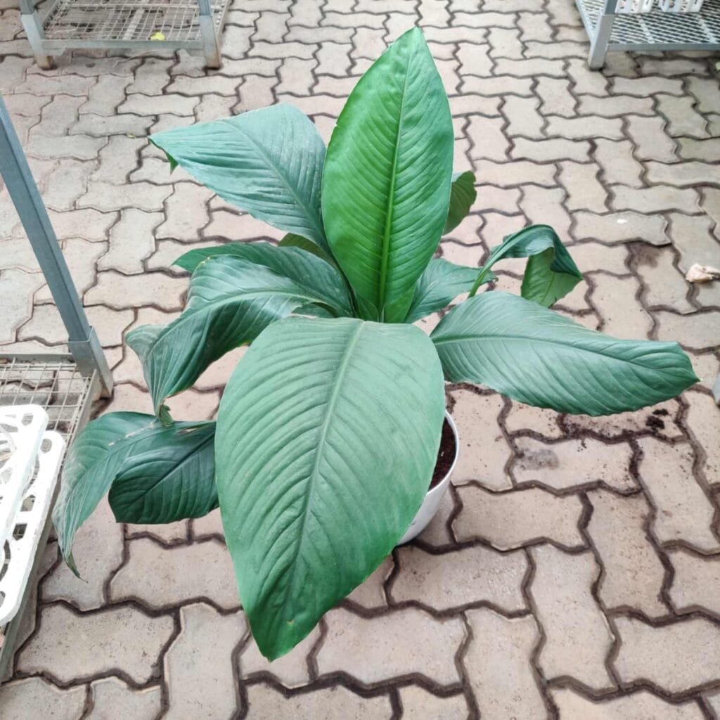 Large peace lily plant with big, dark green leaves in a white pot on a patio. The image highlights the plant's lush foliage and its use as a decorative indoor or outdoor plant.