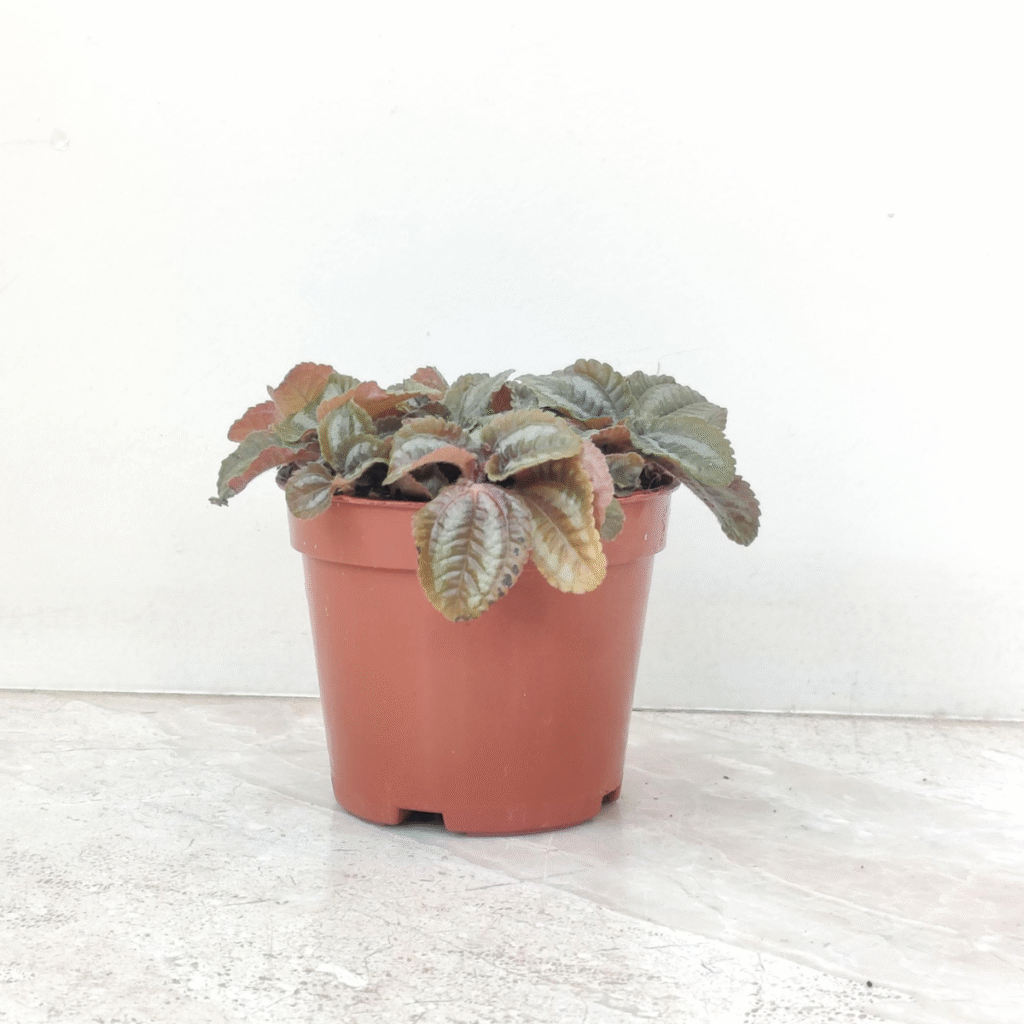 textured-potted-pilea-houseplant-indoor
