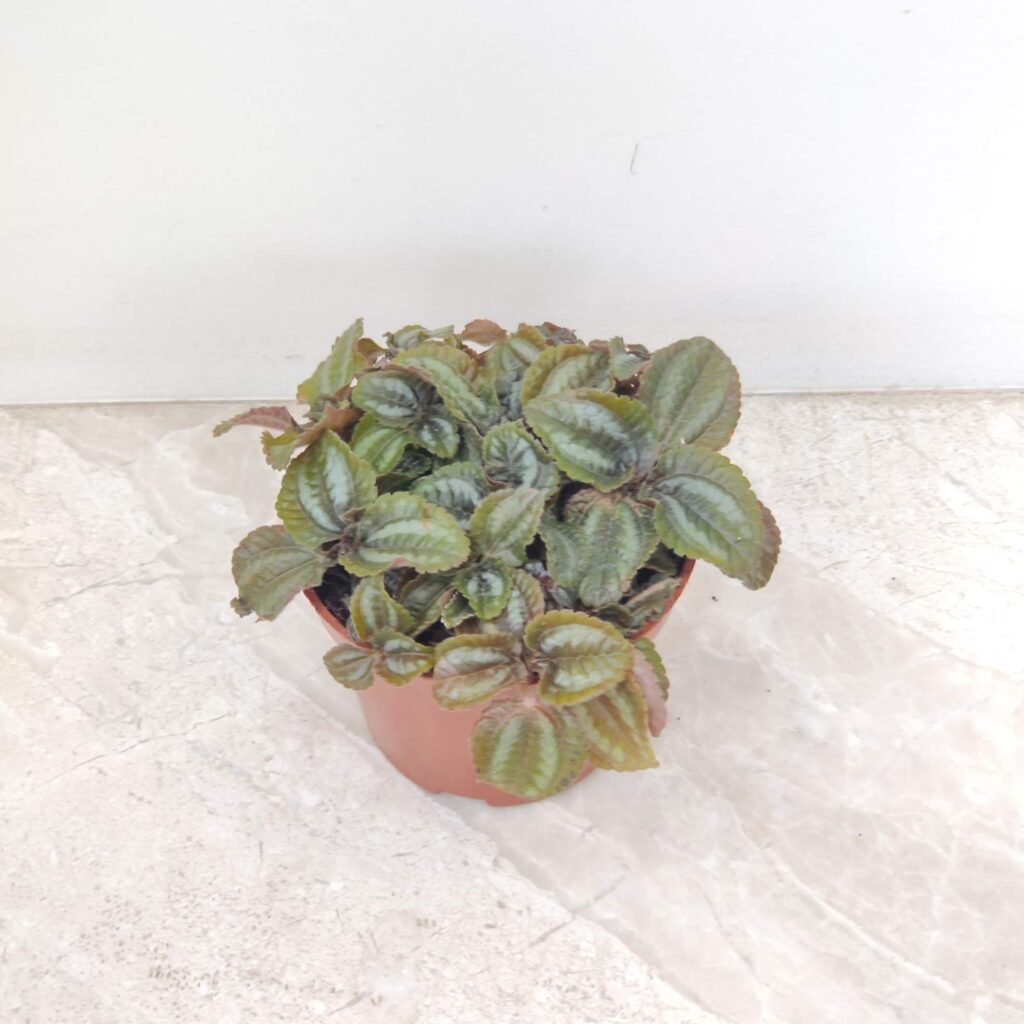 pilea-involucrata-moon-valley-indoor-plant