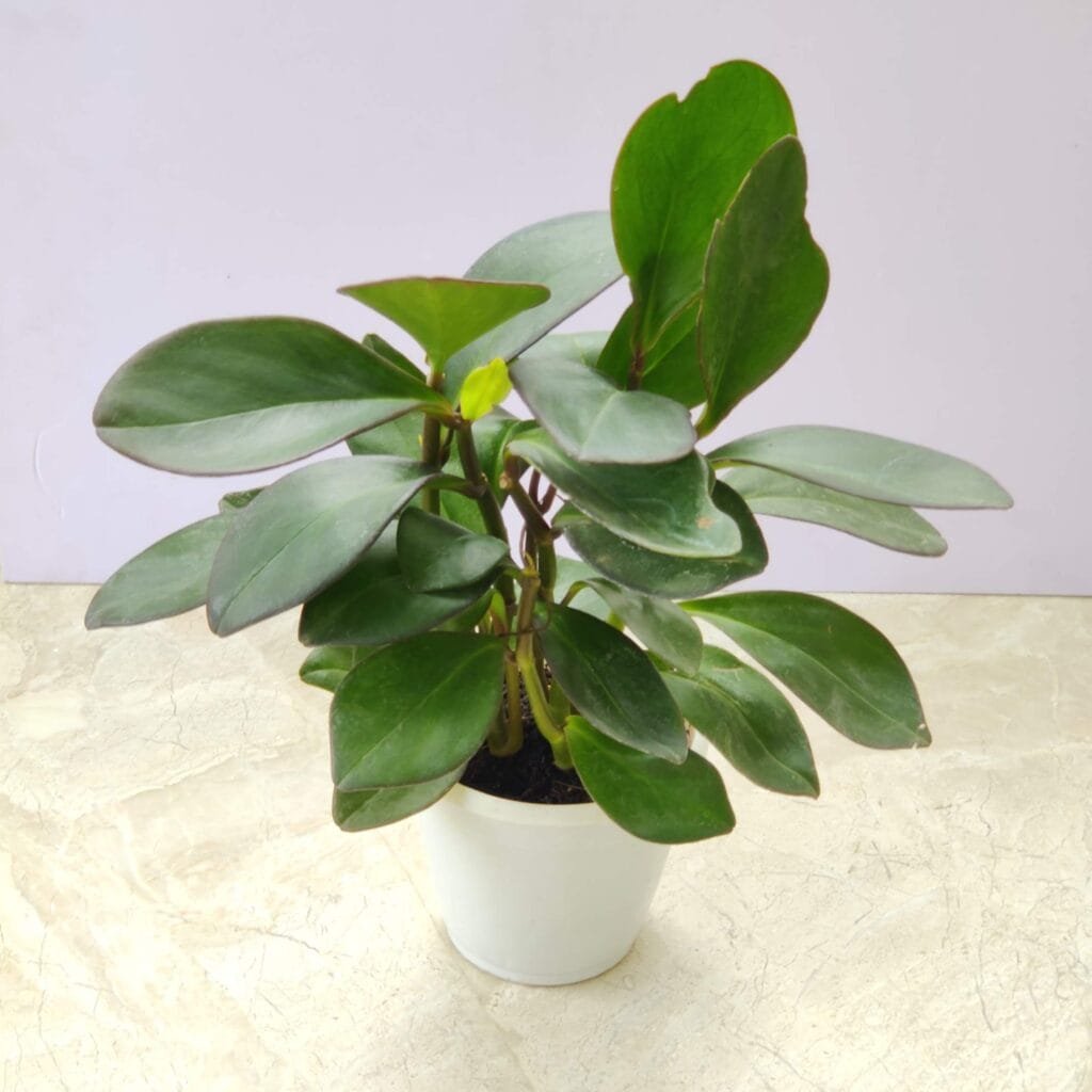 Healthy Peperomia Clusiifolia 'Red Margin' plant with bushy green foliage in a white ceramic pot on marble surface