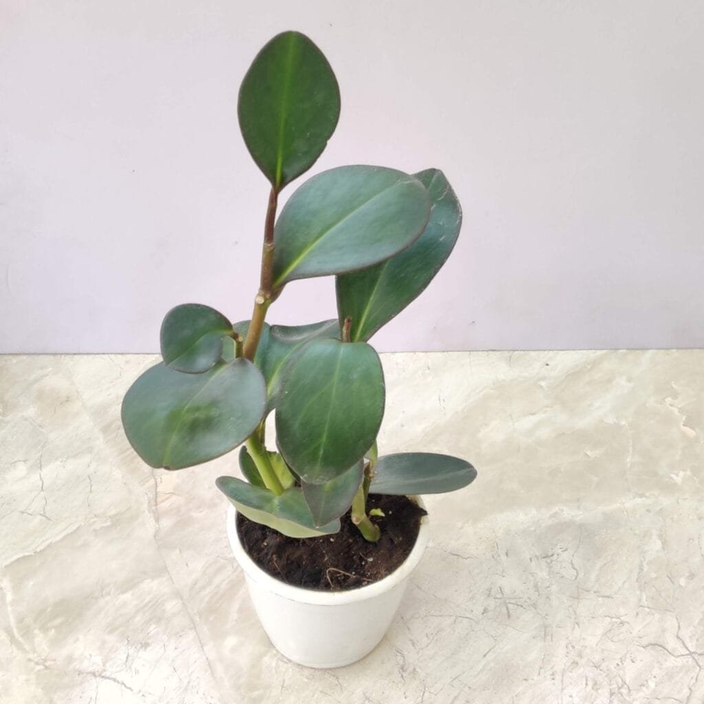 Peperomia Clusiifolia 'Red Margin' plant with thick green leaves in a white ceramic pot on a marble surface