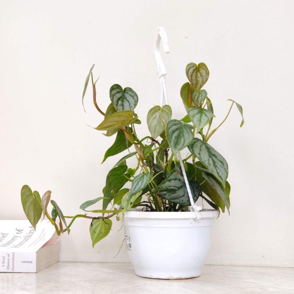 Trailing Philodendron Brandtianum plant in white hanging pot ideal for indoor home decor