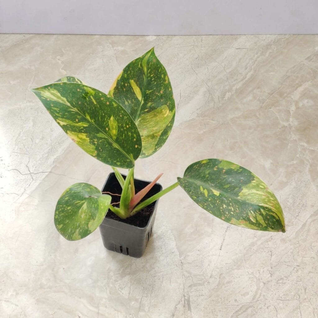 Indoor Philodendron Green Cargo Variegated showcasing vibrant green leaves with yellow patterns