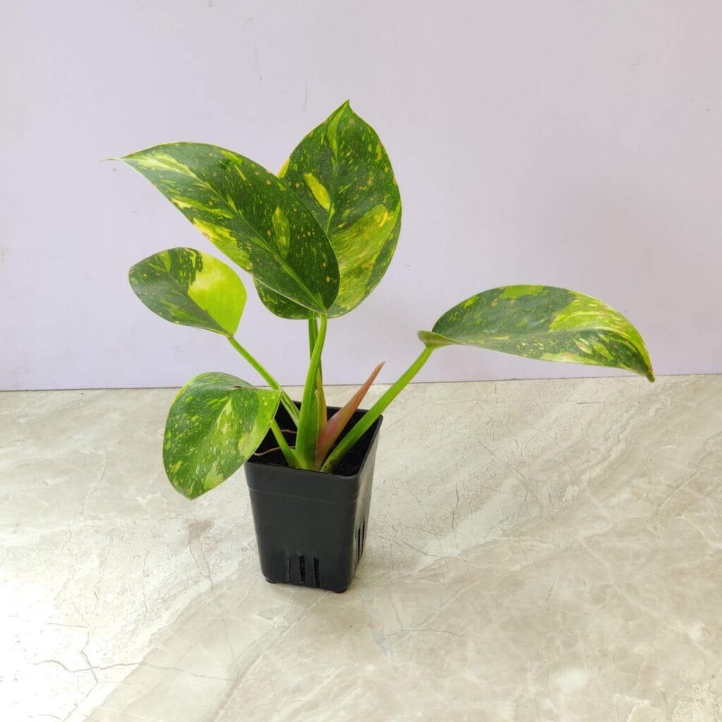 Philodendron Green Cargo Variegated with unique green and yellow foliage in nursery pot