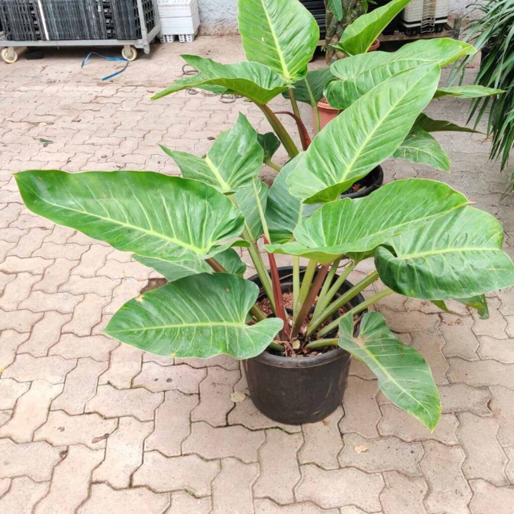 A large Philodendron Melinonii plant in a black pot, showcasing its prominent long green leaves and unique reddish-brown stems, photographed on a paved floor in a garden setting.