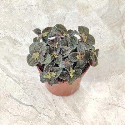 Top view of Red Leaf Pilea with deep green quilted leaves in a round pot on a marble surface