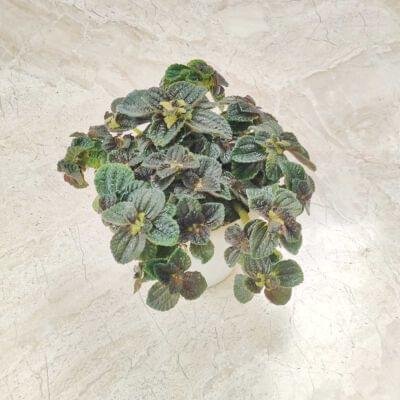 Pilea Involucrata plant with glossy green textured leaves in a brown pot placed on marble floor