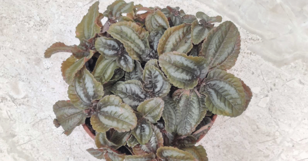 crinkled-foliage-red-leaf-pilea-houseplant