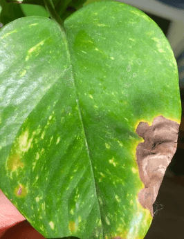 Close-up of a green pothos plant leaf with a prominent brown, shriveled, and discolored spot on the edge, indicative of plant disease or stress.