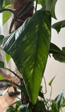 Pothos leaf exhibiting significant curling, a common symptom of dehydration or environmental stress in houseplants.