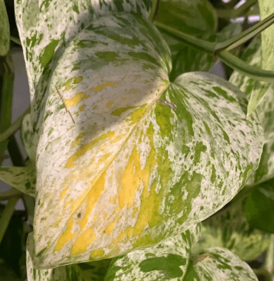 Variegated Pothos leaf showing yellowing due to overwatering or nutrient imbalance
