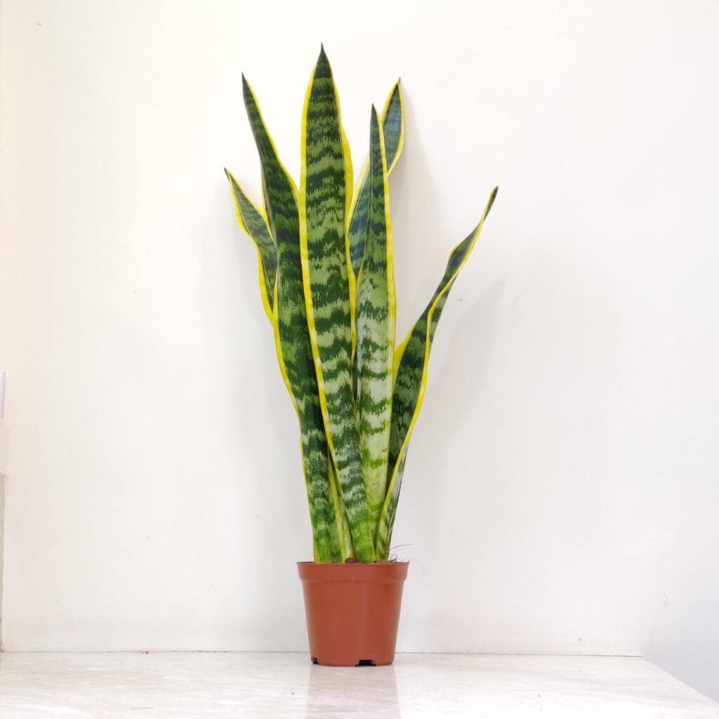 A tall Sansevieria Laurentii snake plant in a brown pot, showcasing its upright, sword-like leaves with distinctive green and yellow variegation against a clean white background.