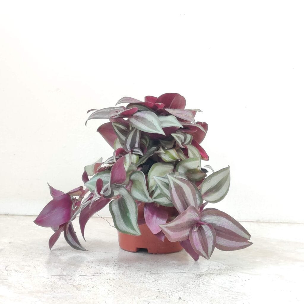 Tradescantia Zebrina indoor plant with silver and purple striped leaves in a pot