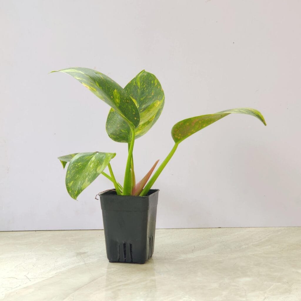 Variegated Philodendron Green Cargo plant for home decor and air purification