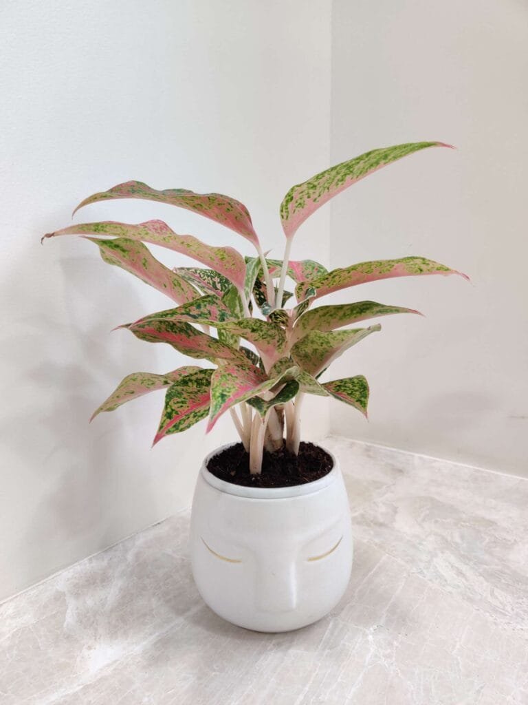 Aglaonema pink indoor plant in decorative white ceramic face pot for modern home décor