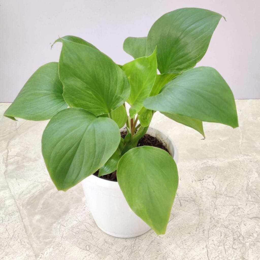Air-purifying tropical Homalomena plant with glossy green foliage in pot