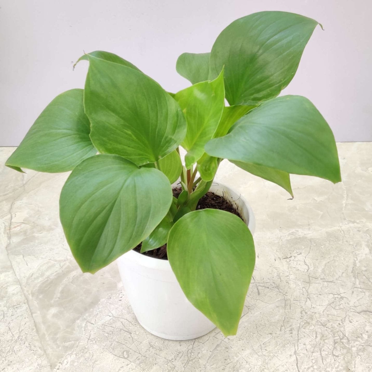 Air-purifying tropical Homalomena plant with glossy green foliage in pot
