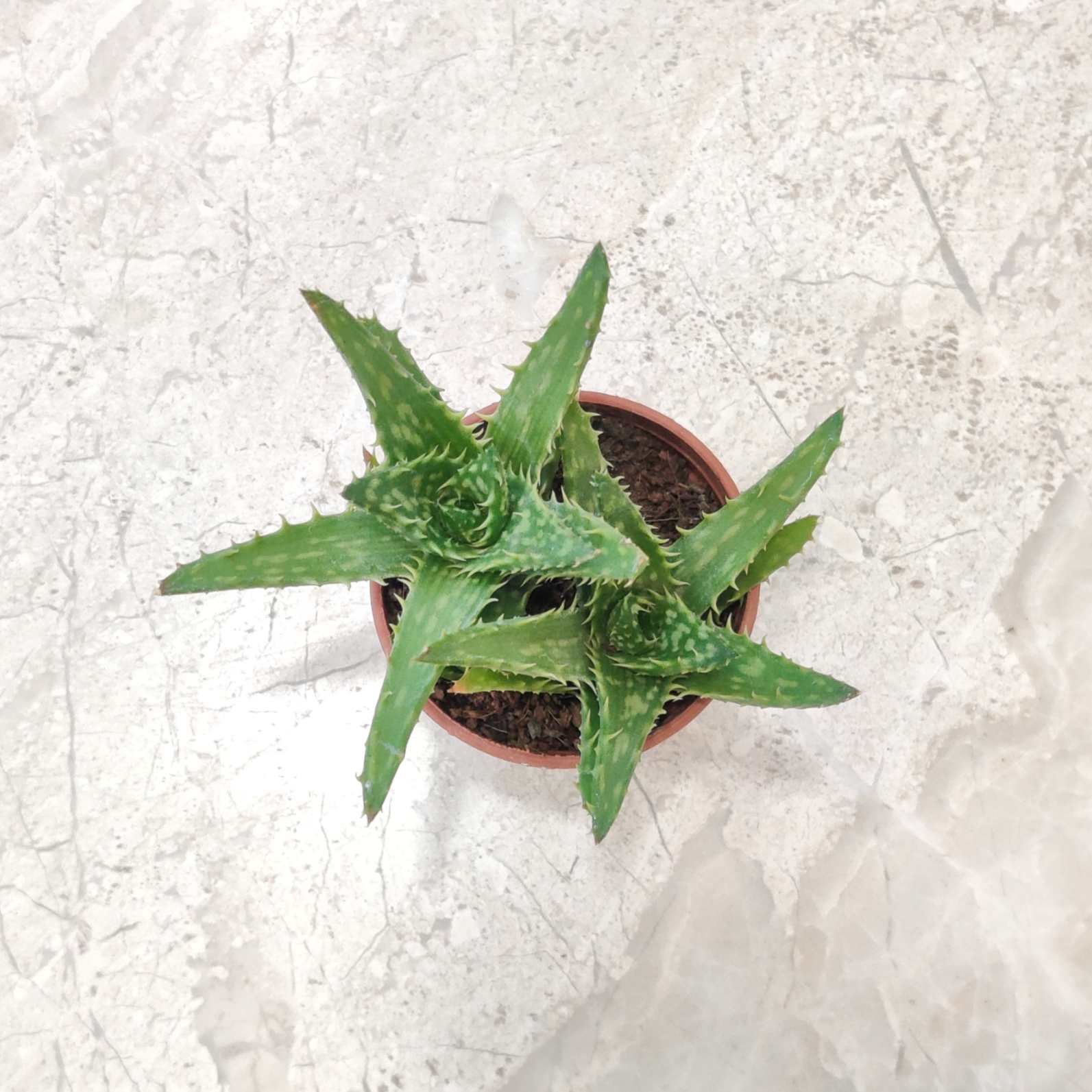 Aloe Juvenna succulent plant with serrated leaves grown in a brown pot