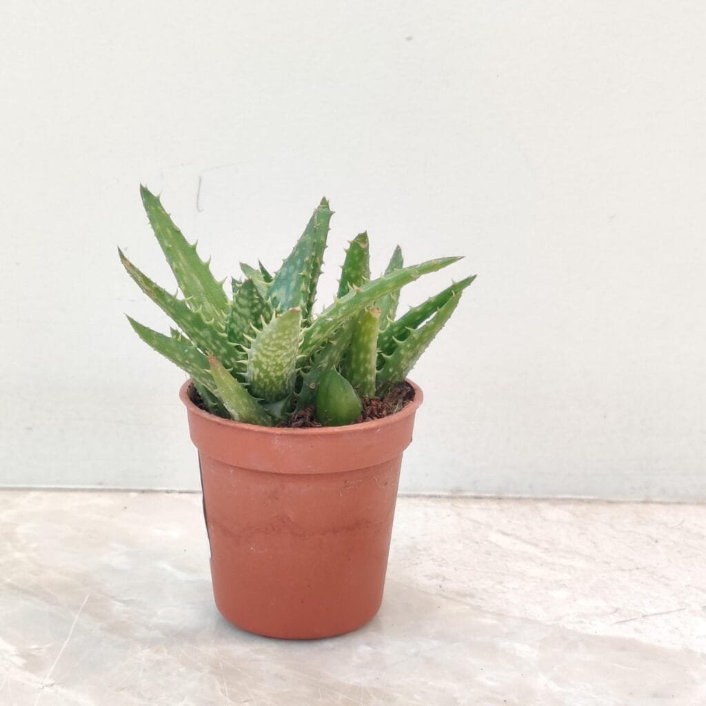 Aloe Juvenna Tiger Tooth Aloe plant in a terracotta pot for indoor decoration