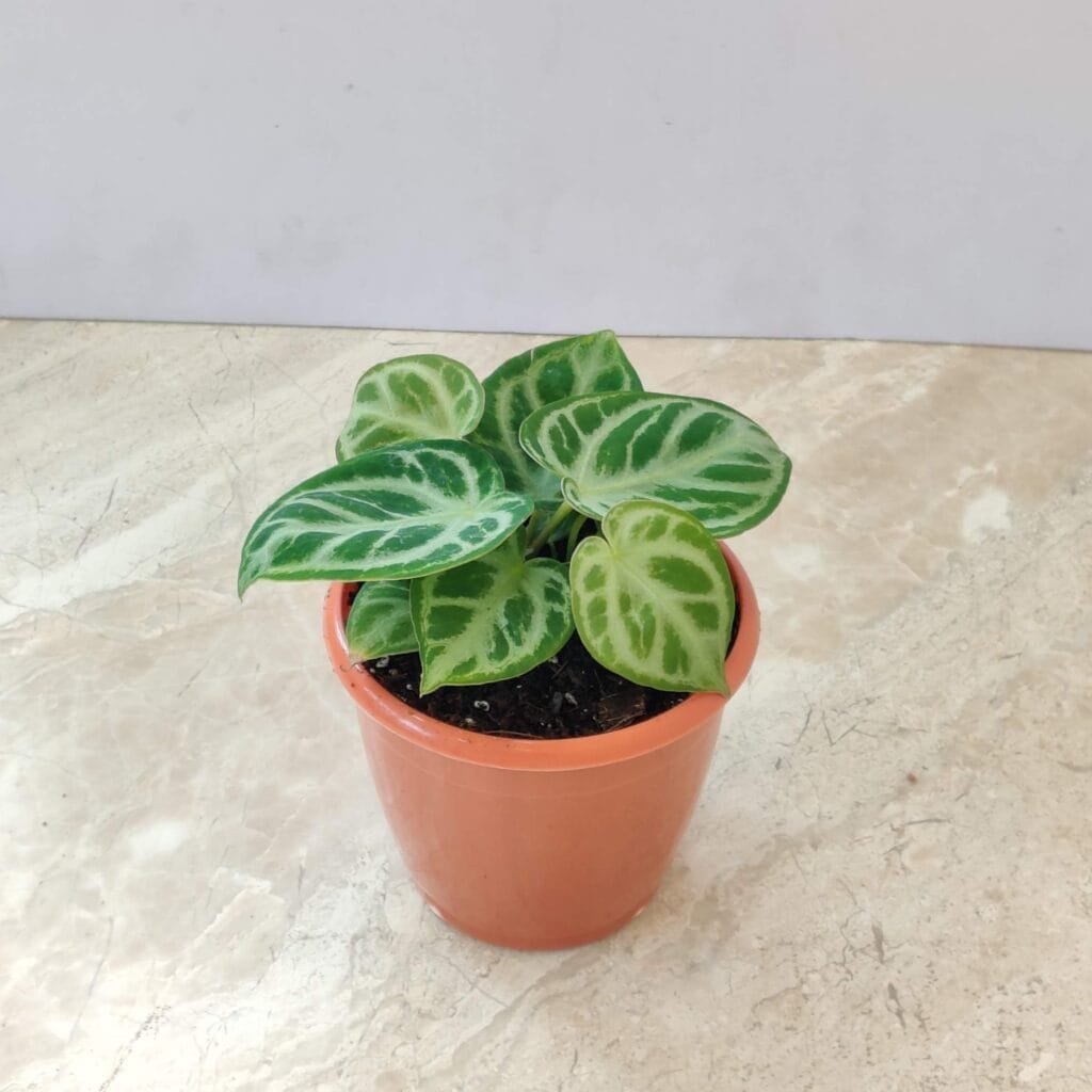 Anthurium Silver Blush plant with velvety green leaves and silver veins in a terracotta pot for indoor decoration
