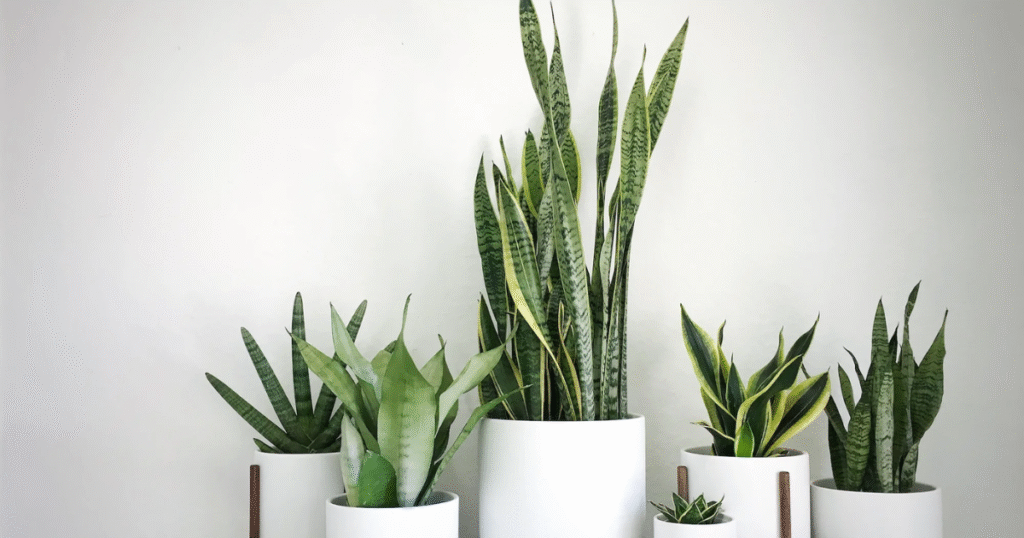 An arrangement of assorted snake plants, including tall and short varieties, in a row of modern white ceramic pots against a clean white wall.