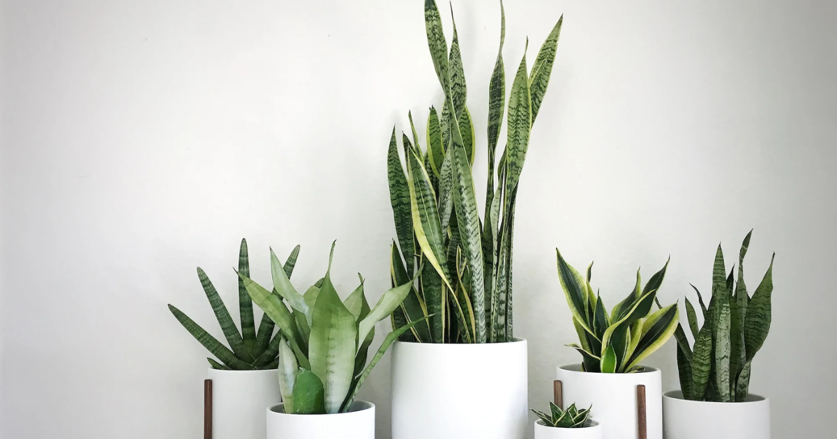 An arrangement of assorted snake plants, including tall and short varieties, in a row of modern white ceramic pots against a clean white wall.