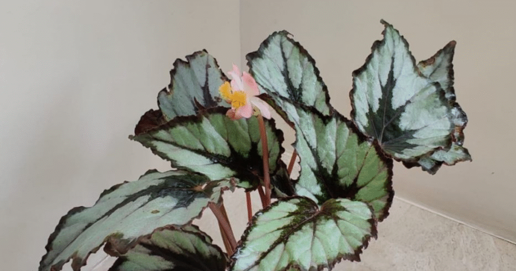 Decorative Begonias houseplant with striking silvery-green leaves, dark veins, and a light pink flower.