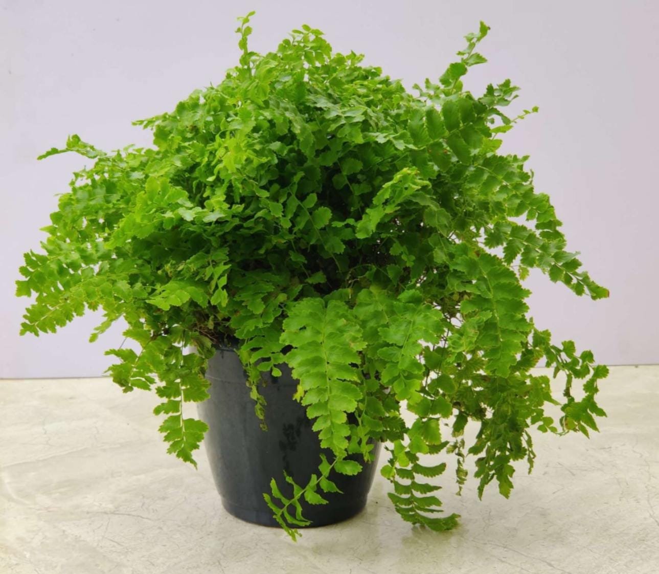 Lush Boston Fern in black pot with vibrant green fronds for indoor decoration.