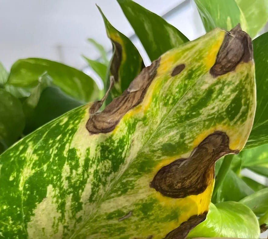 Close-up of a Pothos (Money Plant) leaf with brown spots and yellowing edges caused by fungal leaf spot disease.