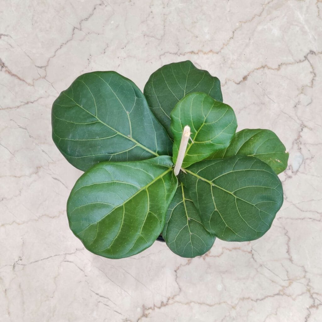 Healthy Ficus lyrata plant with broad green leaves for home interiors