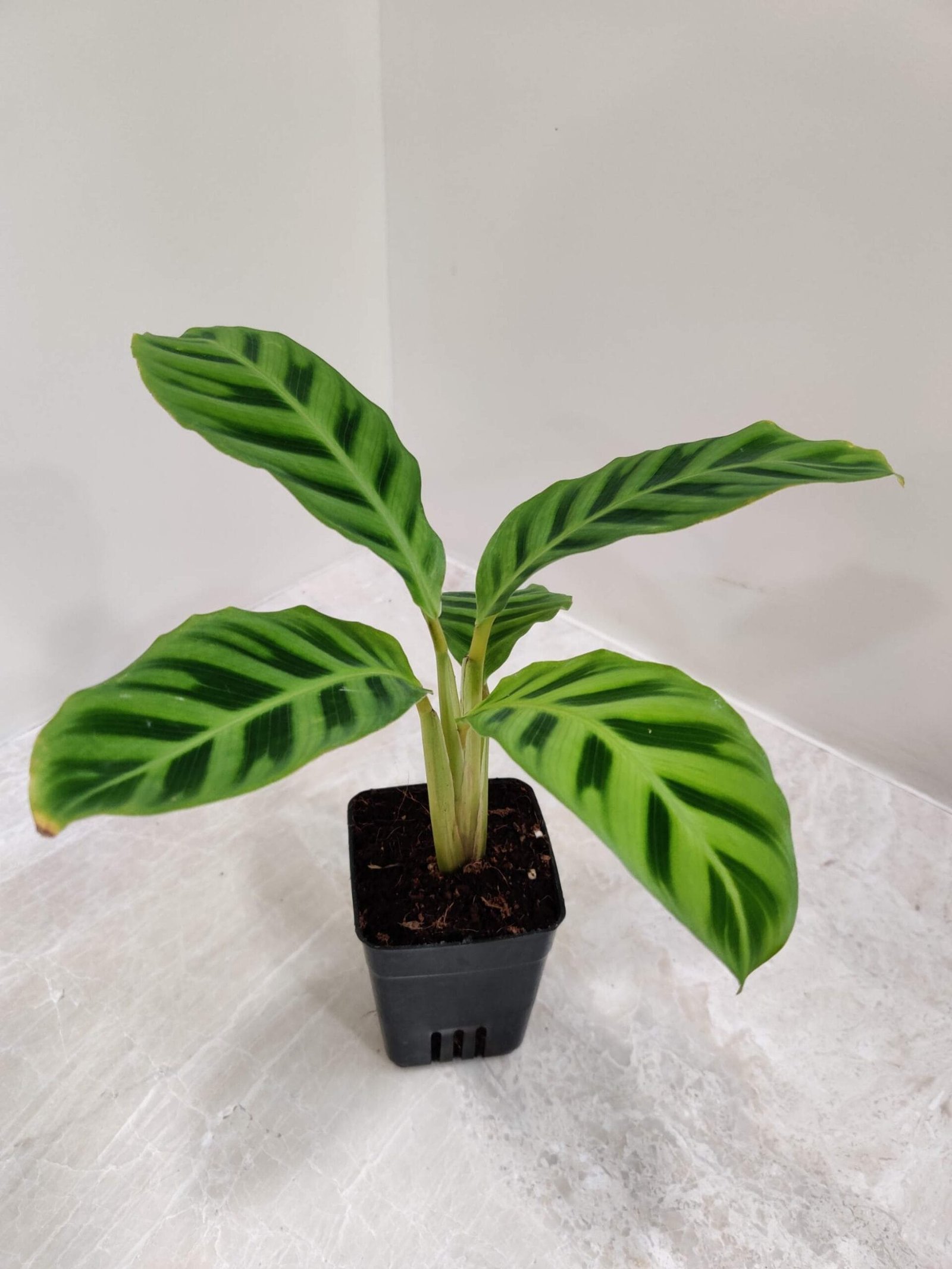 Indoor Zebra Plant Calathea Zebrina showing green patterned leaves