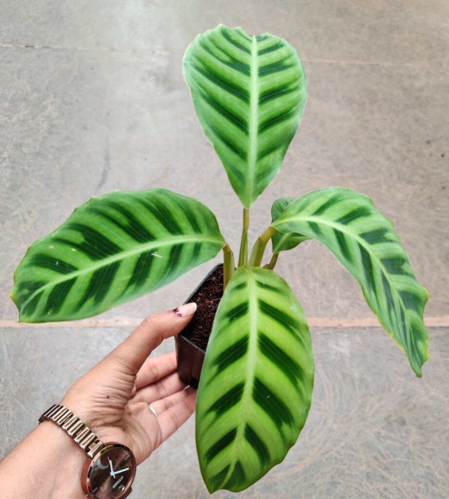 Calathea Zebrina (Zebra Plant) young indoor plant in black nursery pot