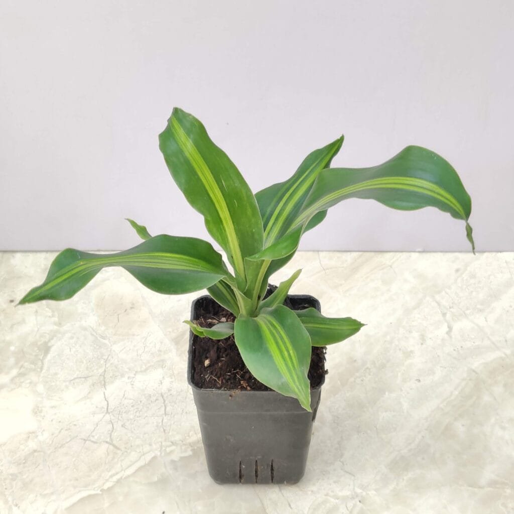 Corn Plant (Dracaena fragrans) with healthy green leaves in a black pot