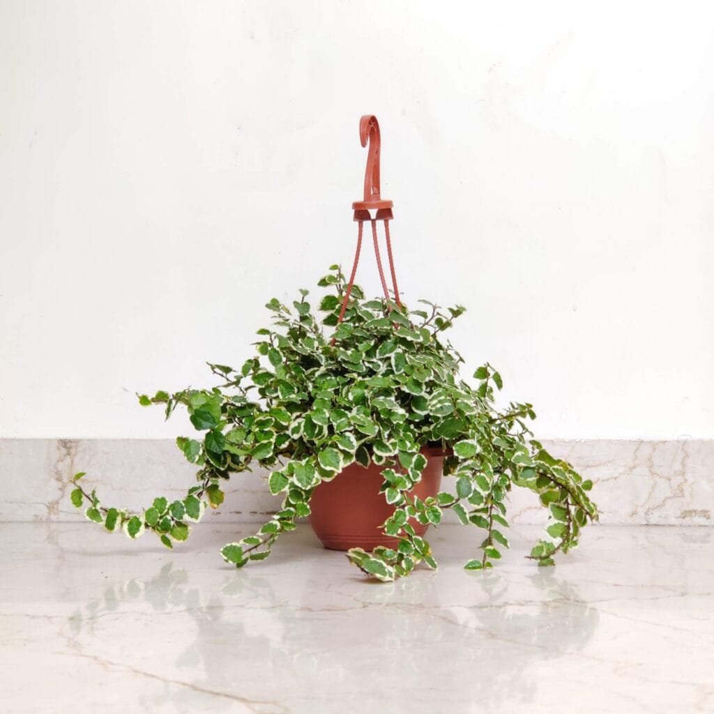 Variegated Creeping Fig (Ficus pumila Variegata) in a hanging pot with trailing vines