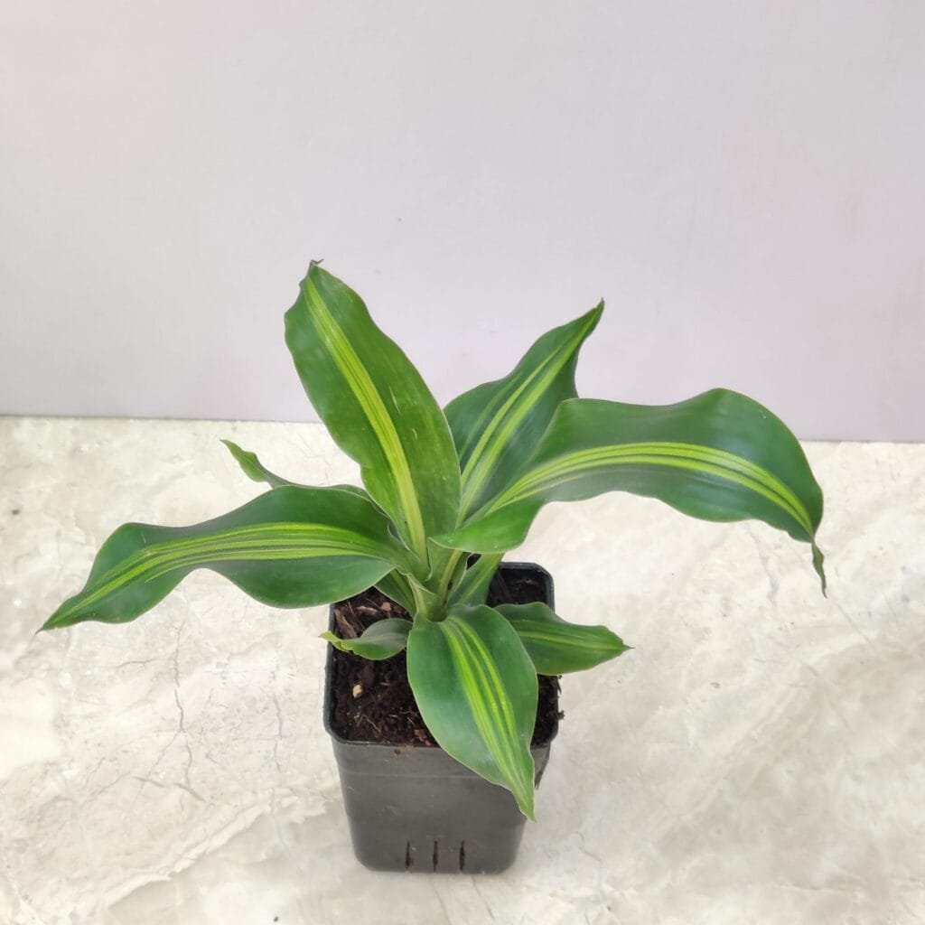 Indoor Dracaena fragrans corn plant care for home decoration