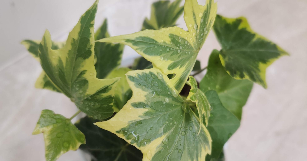 Close-up view of a variegated English Ivy plant showing detailed green and bright yellow leaves with water droplets.