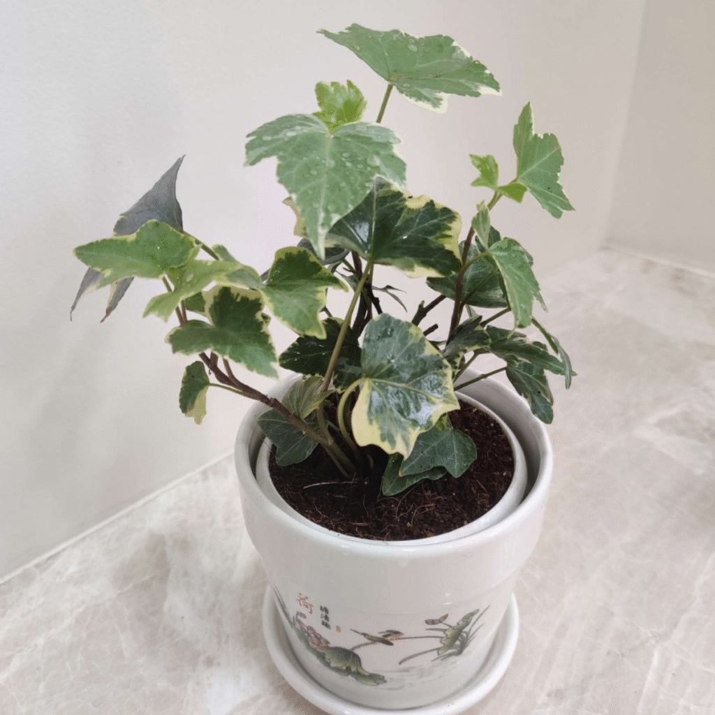 A small variegated English Ivy houseplant with green leaves and creamy white edges, growing in a decorative white ceramic pot with painted birds.