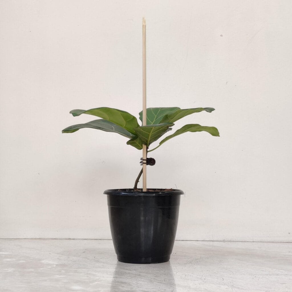 Young fiddle leaf fig tree in nursery pot – perfect indoor houseplant