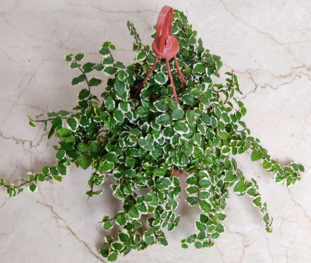 Creeping Fig plant with white-edged variegated leaves grown indoors in a hanging basket