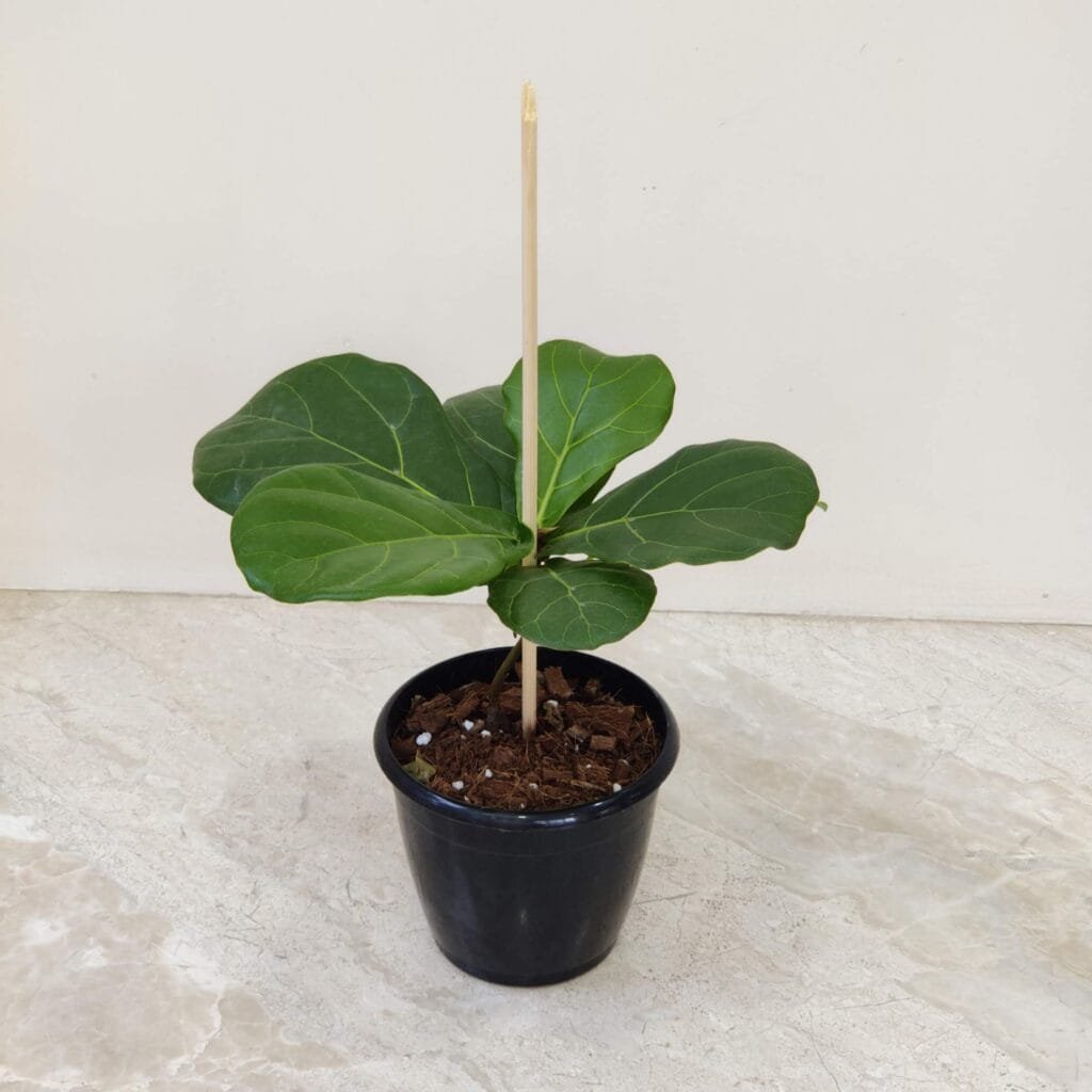 Small fiddle leaf fig plant (Ficus lyrata) in black pot for indoor décor