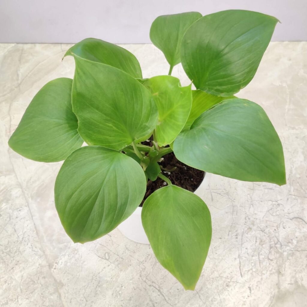 Homalomena Emerald Gem indoor plant in a white pot with lush green leaves