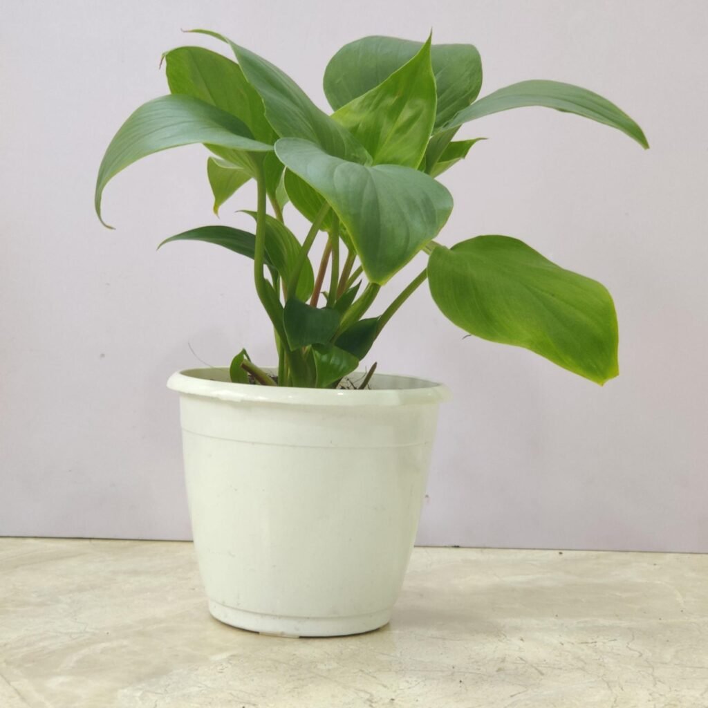 Low-maintenance Homalomena Queen of Hearts houseplant for indoor decor