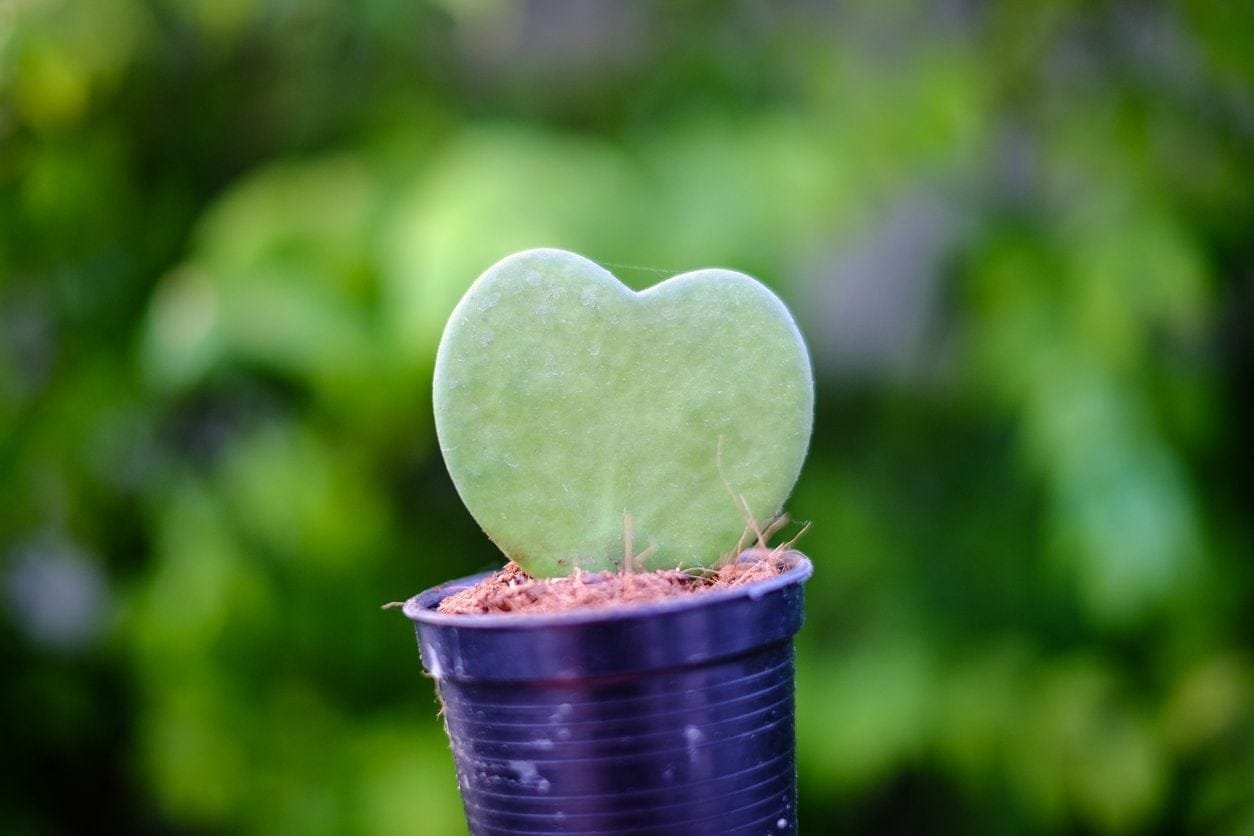 Hoya kerrii heart-shaped leaf plant (Sweetheart Hoya) showcased against clean background