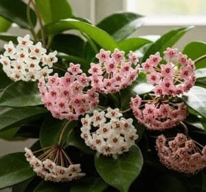 Close-up photo of a Hoya wax plant with clusters of star-shaped flowers in shades of pink and white.