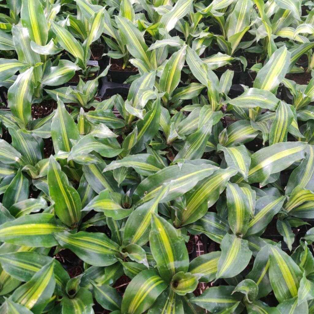 Broadleaf evergreen corn plant with striped foliage