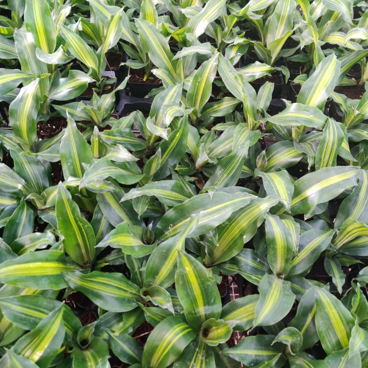 Broadleaf evergreen corn plant with striped foliage