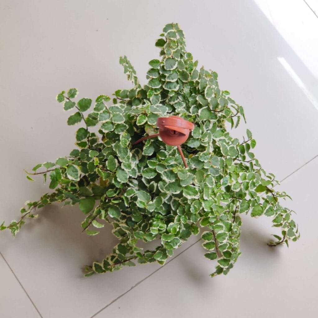 Indoor variegated Creeping Fig (Ficus pumila) displaying cascading green and white leaves in a hanging planter