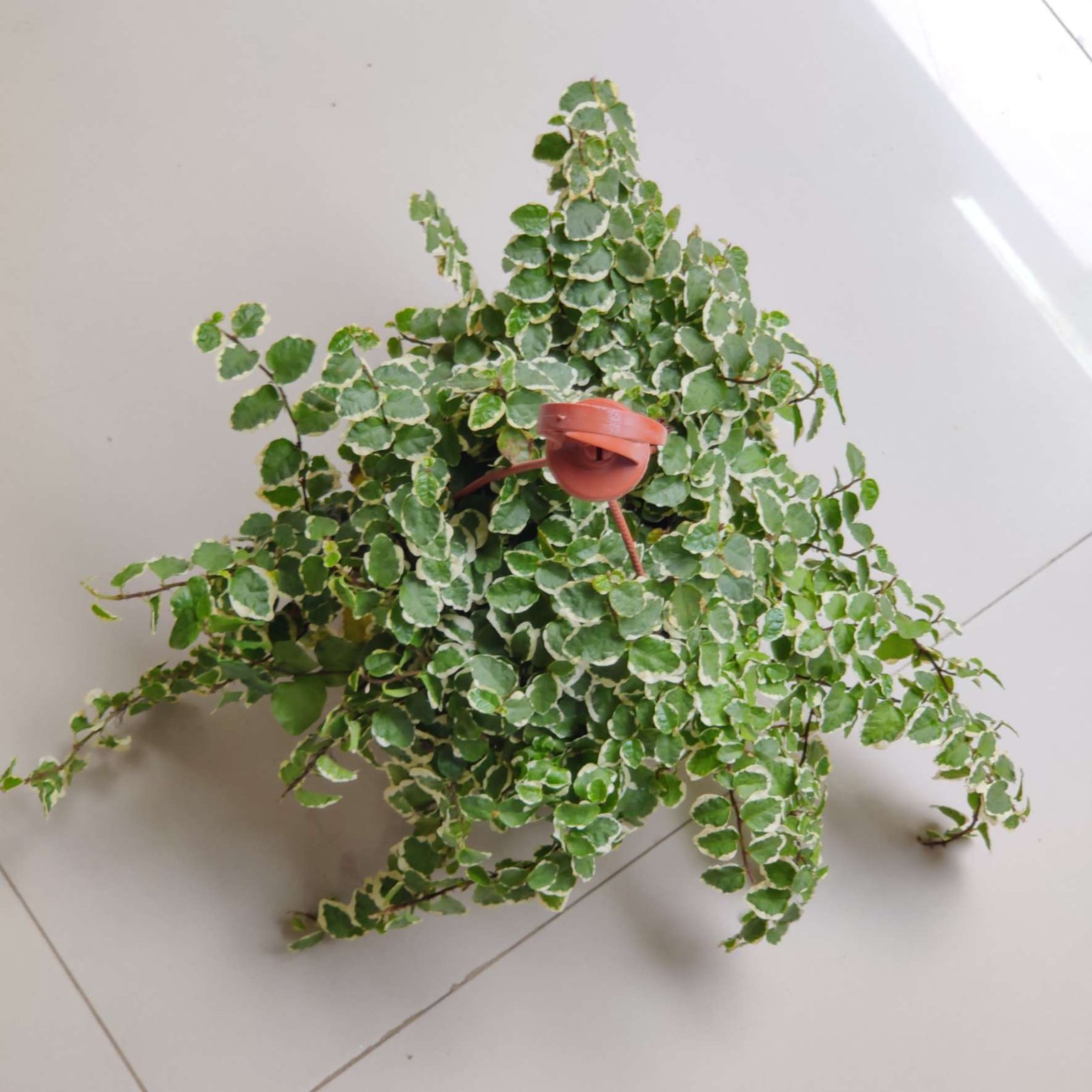 Indoor variegated Creeping Fig (Ficus pumila) displaying cascading green and white leaves in a hanging planter