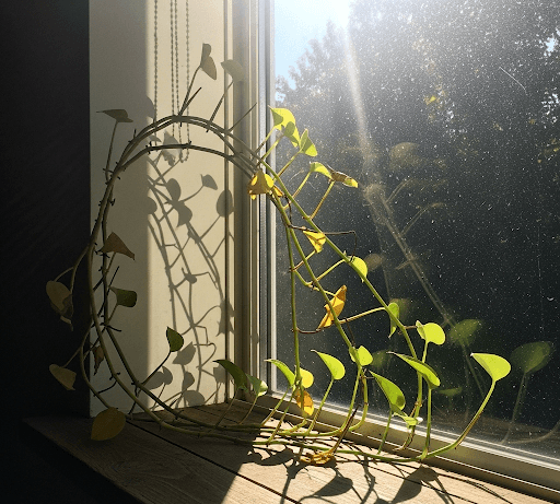 A photograph of a leggy pothos plant with long, sparse stems stretching toward a sunlit window, a sign of insufficient light.